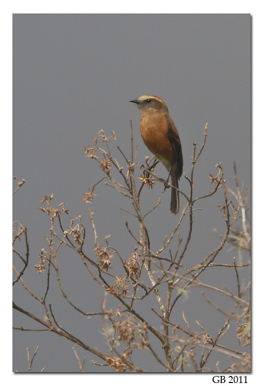BROWN-BACKED CHAT-TYRANT